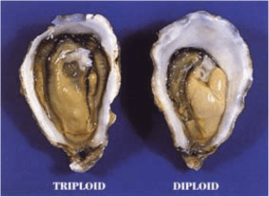 triploidoyster