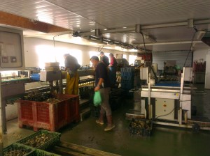 Inside the sorting shed with Yvonnick and three of his employées