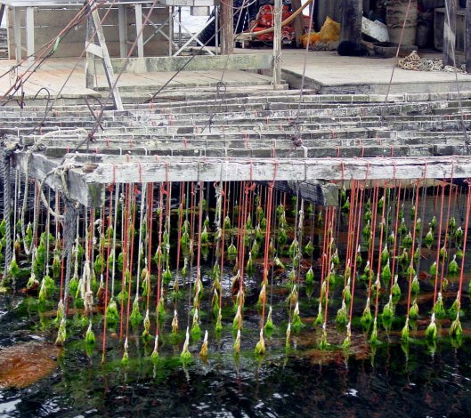 viveiros_de_ostras_e_mexillons_nas_rias_baixas